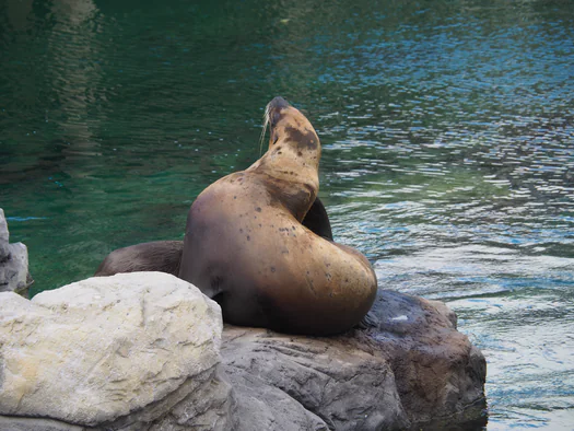 Pairi Daiza (Brugelette, Belgium)